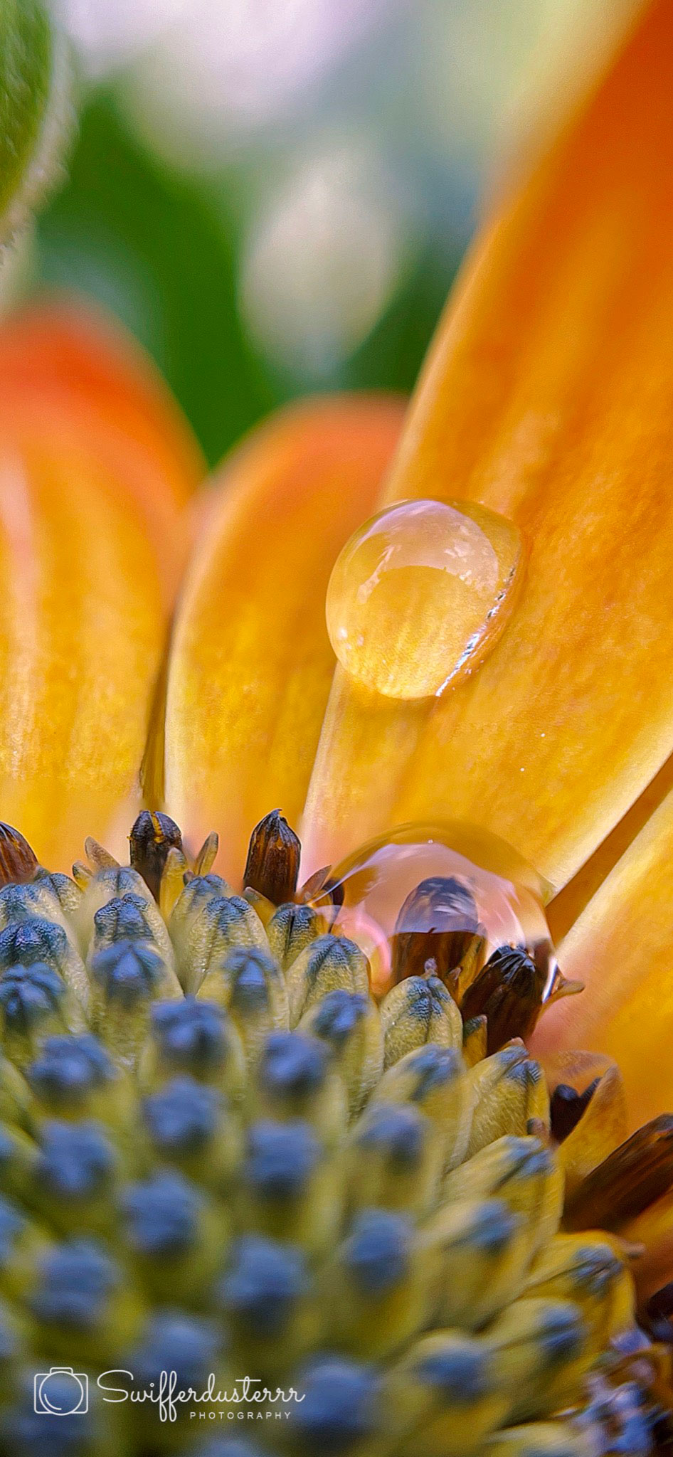 IMG_0342 Edited%20MWM