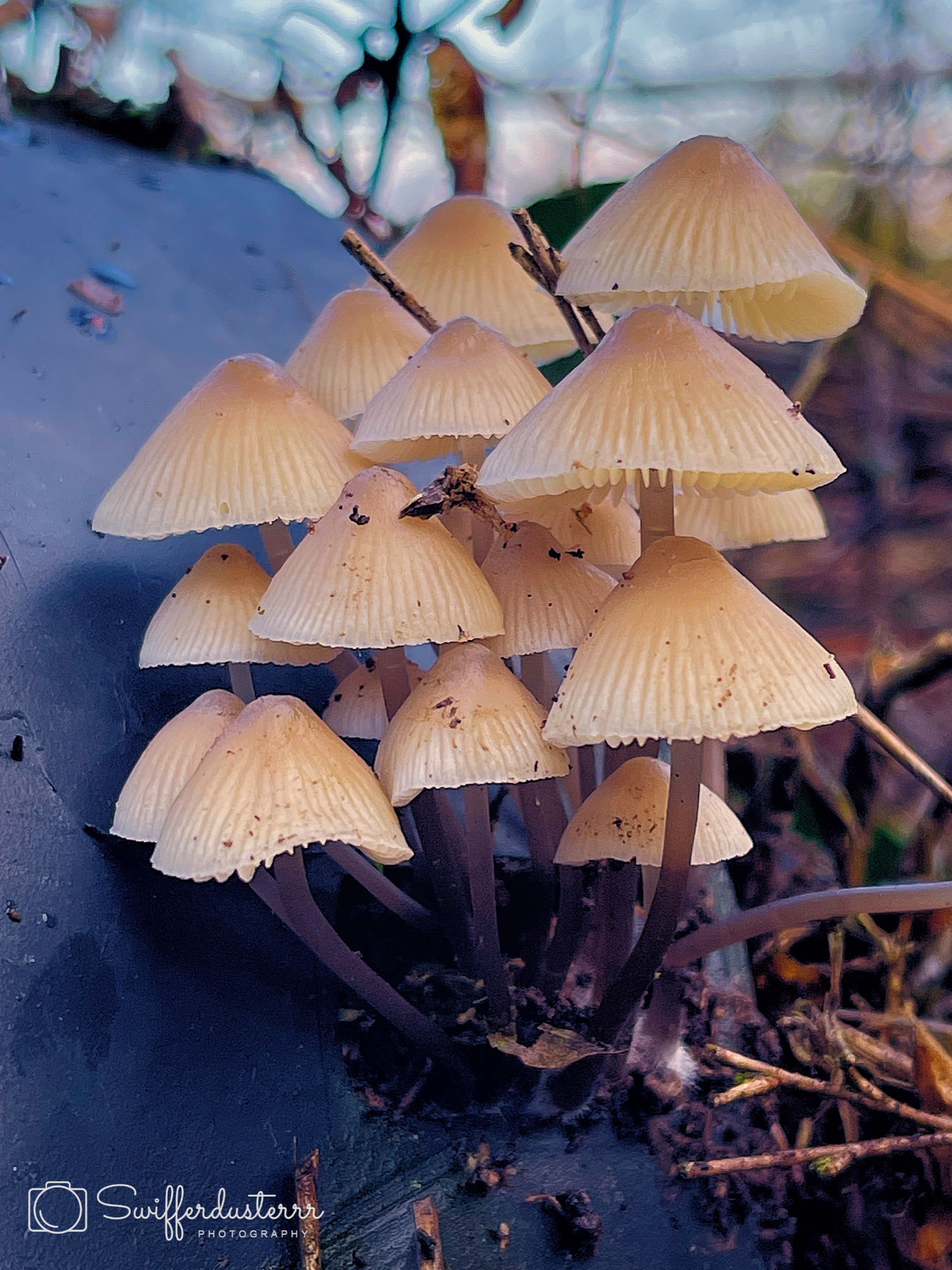 IMG_2679 Edited-mwm-1