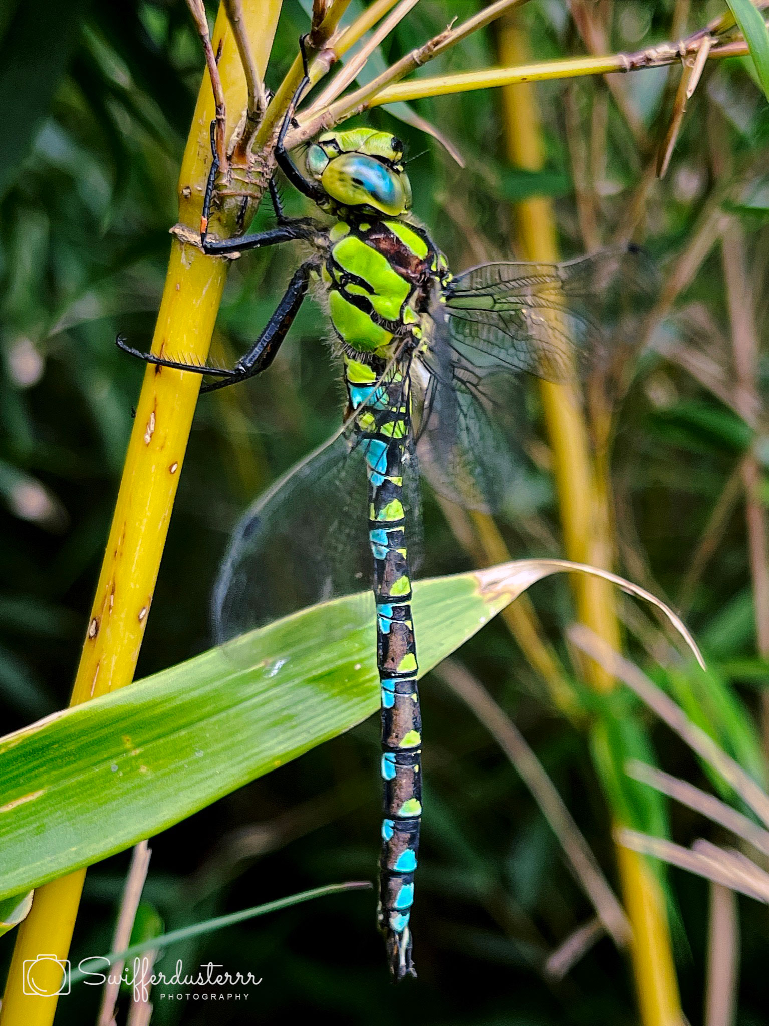 IMG_6569 Edited-mwm-%281%29