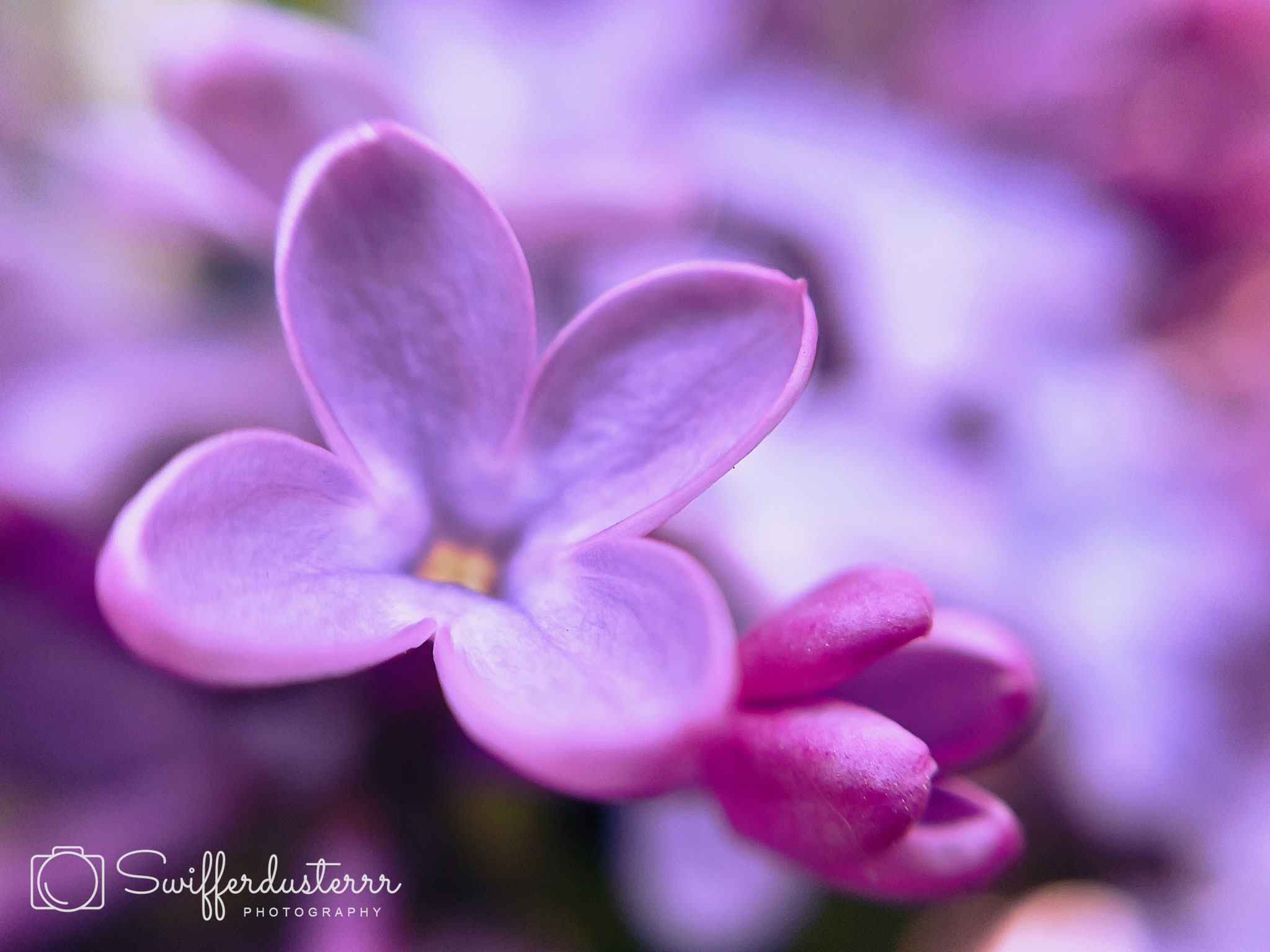 IMG_8549 Edited-MWM-1